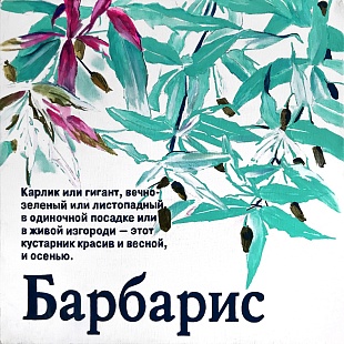 Картина барбарис