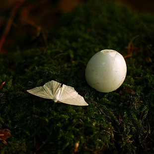 Картина белок