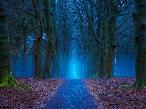 СУМЕРКИ / TWILIGHT