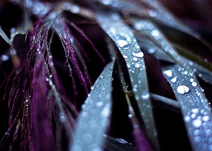 Картина дождь