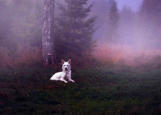 Картина волк