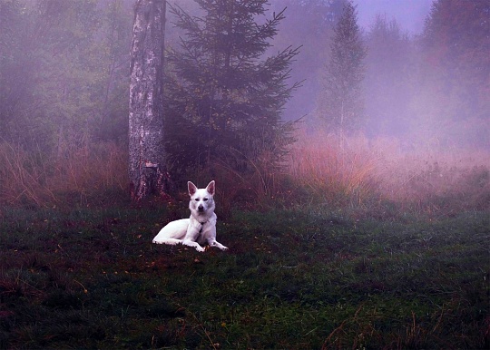 Картина волк фото 1