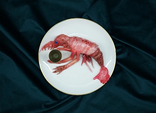 Картина выпивающая креветка