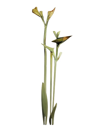 Картина лилии фото 1