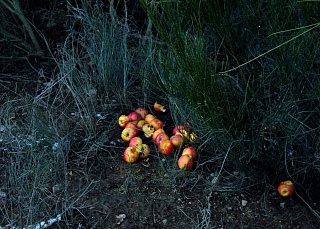 Картина яблоки