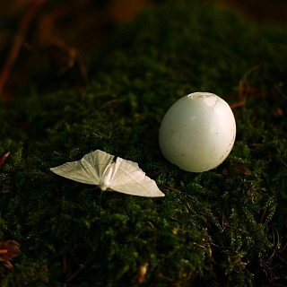 Картина белок