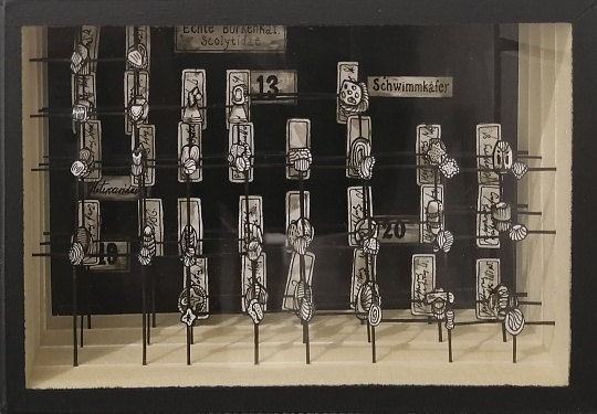 Картина коробочка “Энтомологическая коллекция № 34”  из серии “Страсти по Линнею” фото 1