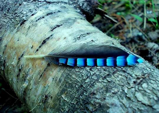 Картина жар-птица фото 1