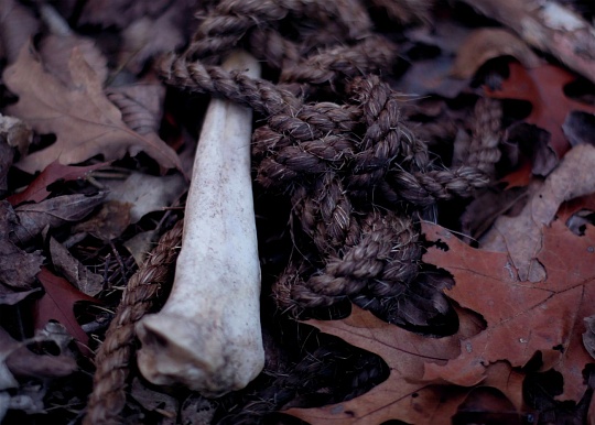 Картина кость фото 1