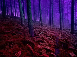 Картина горизонт