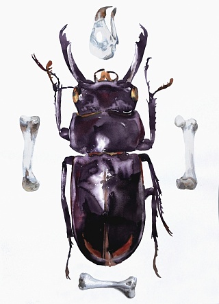 Картина жук