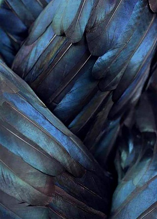 Картина крылья