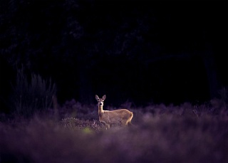 Картина олень