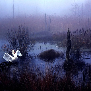 Картина туман