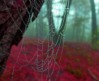 Картина spider Silk 01