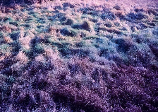 Картина бархат фото 1