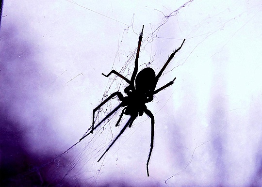 Картина паук фото 1