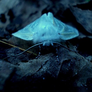 Картина усы