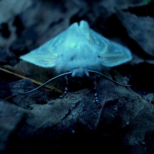 Картина усы фото 1