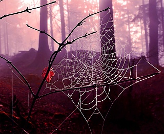 Картина spider Silk 02