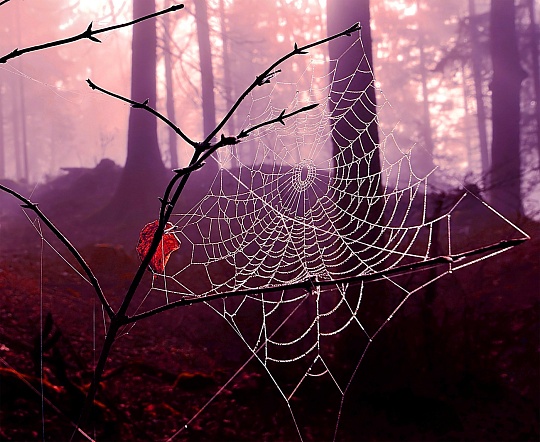 Картина spider Silk 02 фото 1