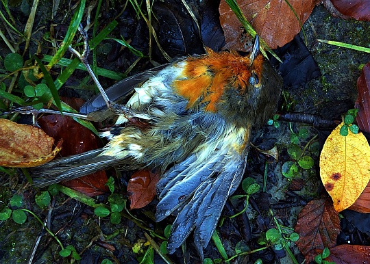 Картина переход фото 1