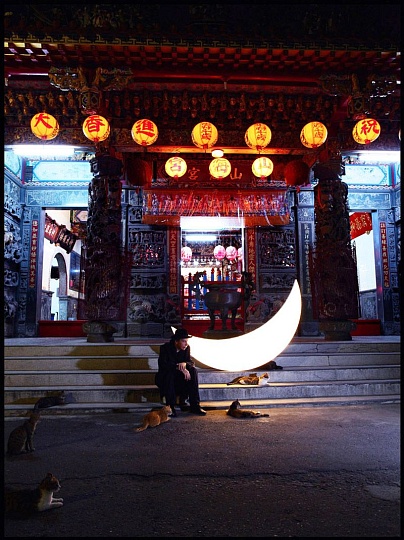 Картина тайвань. Бродячие кошки. Путешествие Частной Луны фото 1